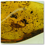 Scorpione in ambra dominicana