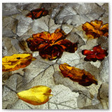 Fiori e foglie scolpiti in ambra dominicana
